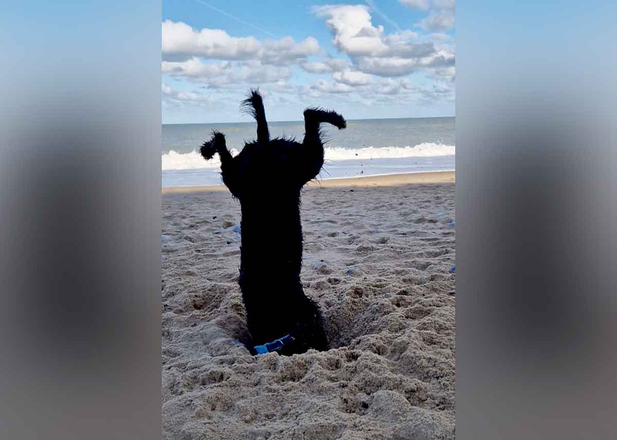A large black dog has its head deep in sand on a beach. Its body is suspended in a headstand position.