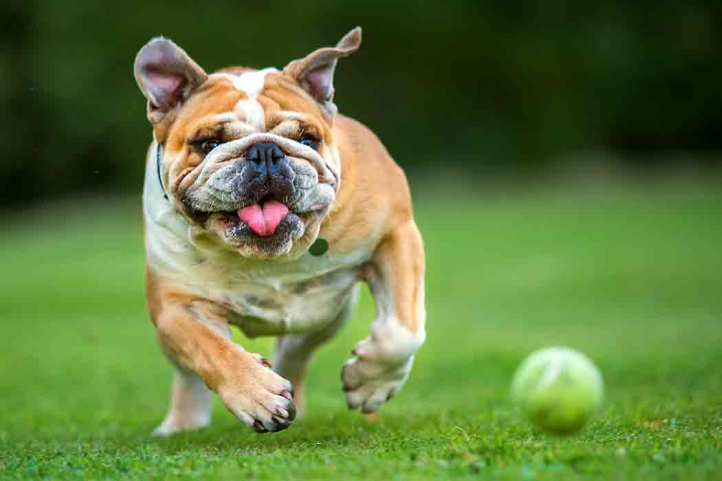 A bulldog runs after a tennis ball on grass.