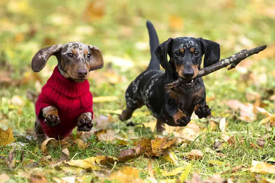 Two dachshunds of different colors run outdoors and one of them has a stick in its mouth.