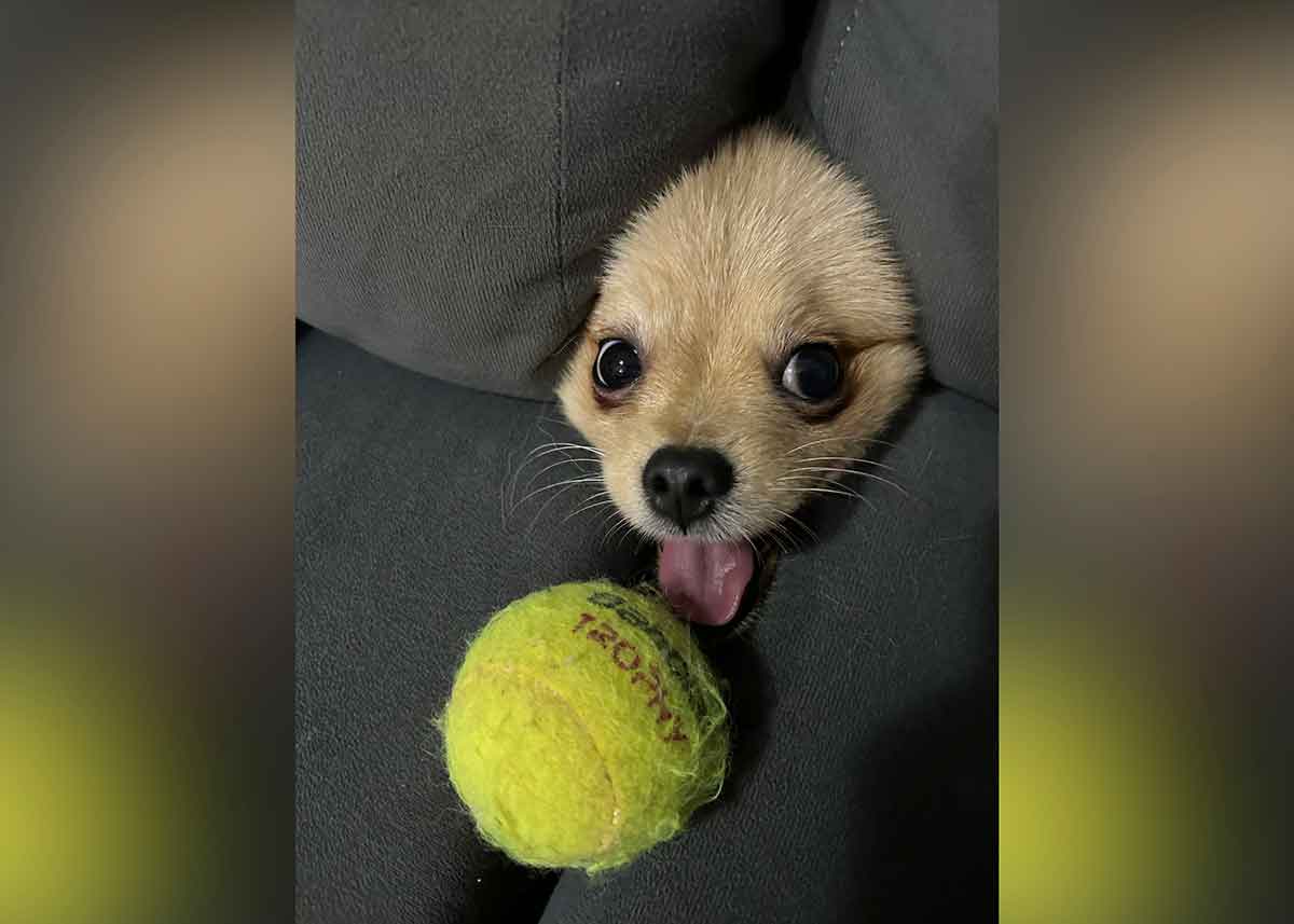 A small beige dog’s head sticks out between couch cushions. A tennis ball sits on the cushions.