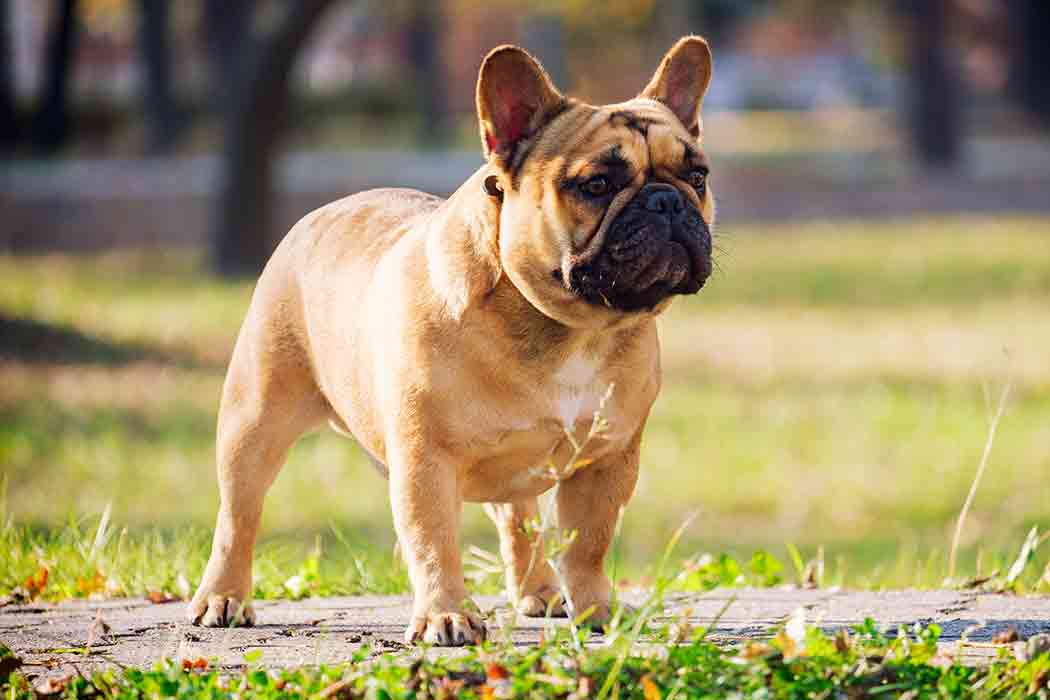 A brown French bulldog stands on pavement surrounded by a field of grass.