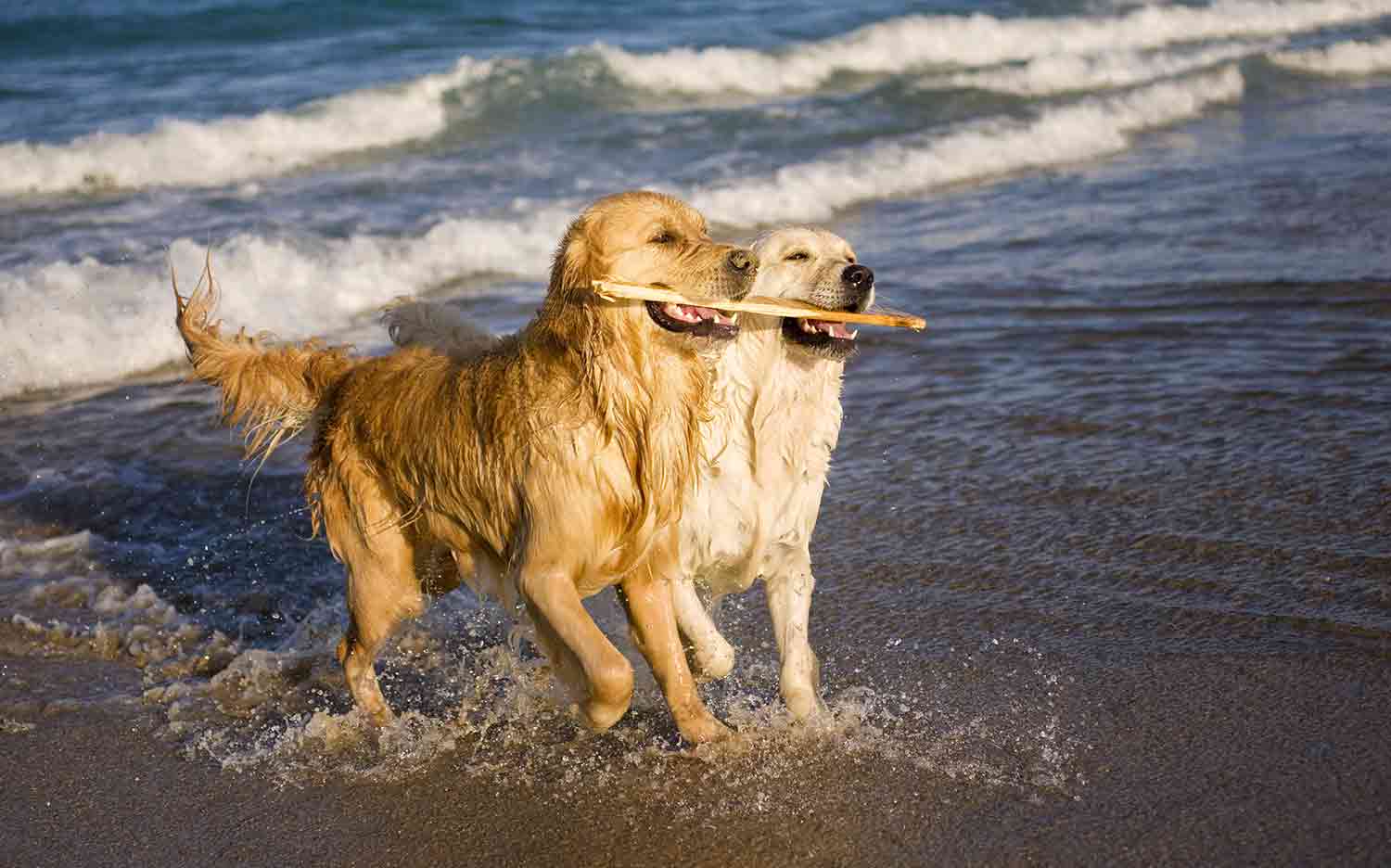 Two wet golden retrievers stand in the surf at a beach while sharing a stick.