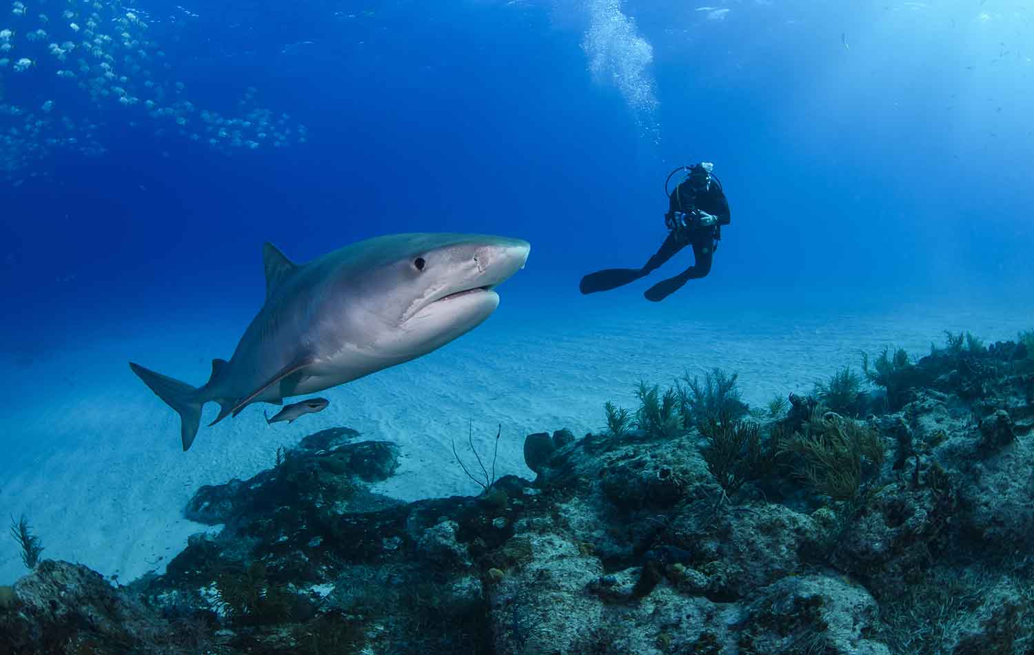 A diver in scuba gear swims alongside a tiger shark.