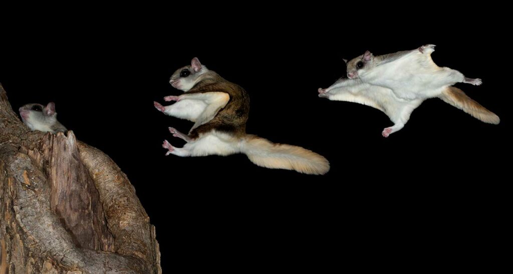 Do Rats Like to be Tickled? BSchool News