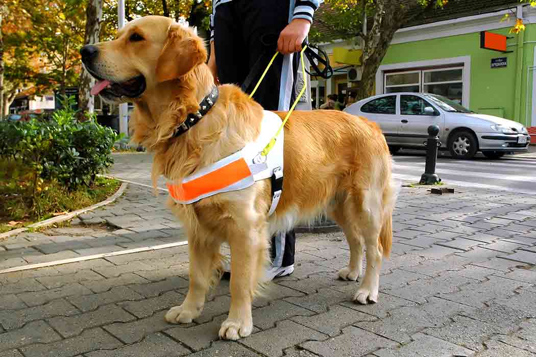 A golden retriever stands outdoors and wears an assistance dog harness that is held by a human.