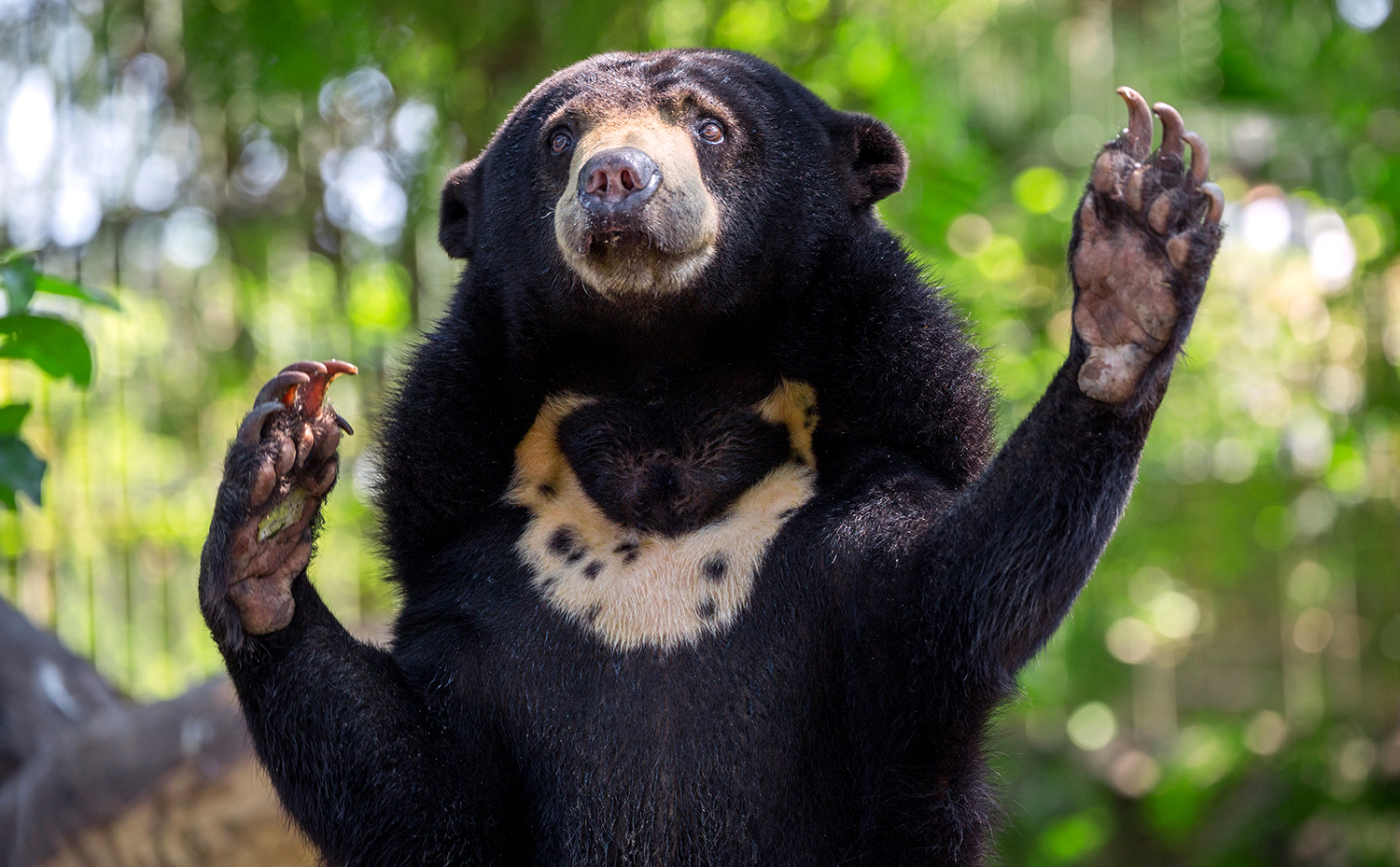 Top half of a sun bear standing on its hind legs and holding up its two front paws.