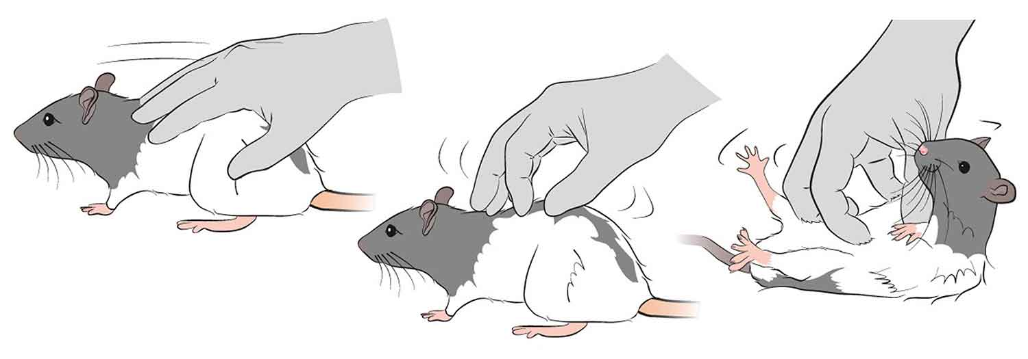 Three panels of a hand tickling a rat on its back and belly.