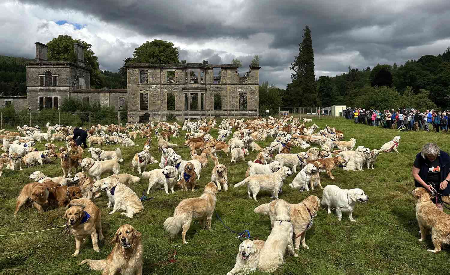 A large number of golden retrievers stand on grass in front of the ruins of a building as people stand to one side taking photos.