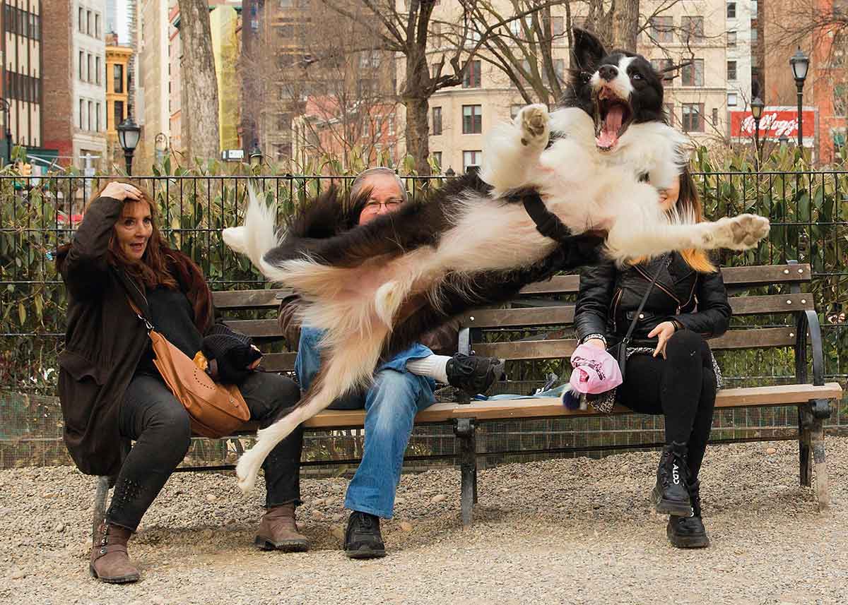 A black and white dog is in midair as it jumps in front of three people seated on a bench in a city park.
