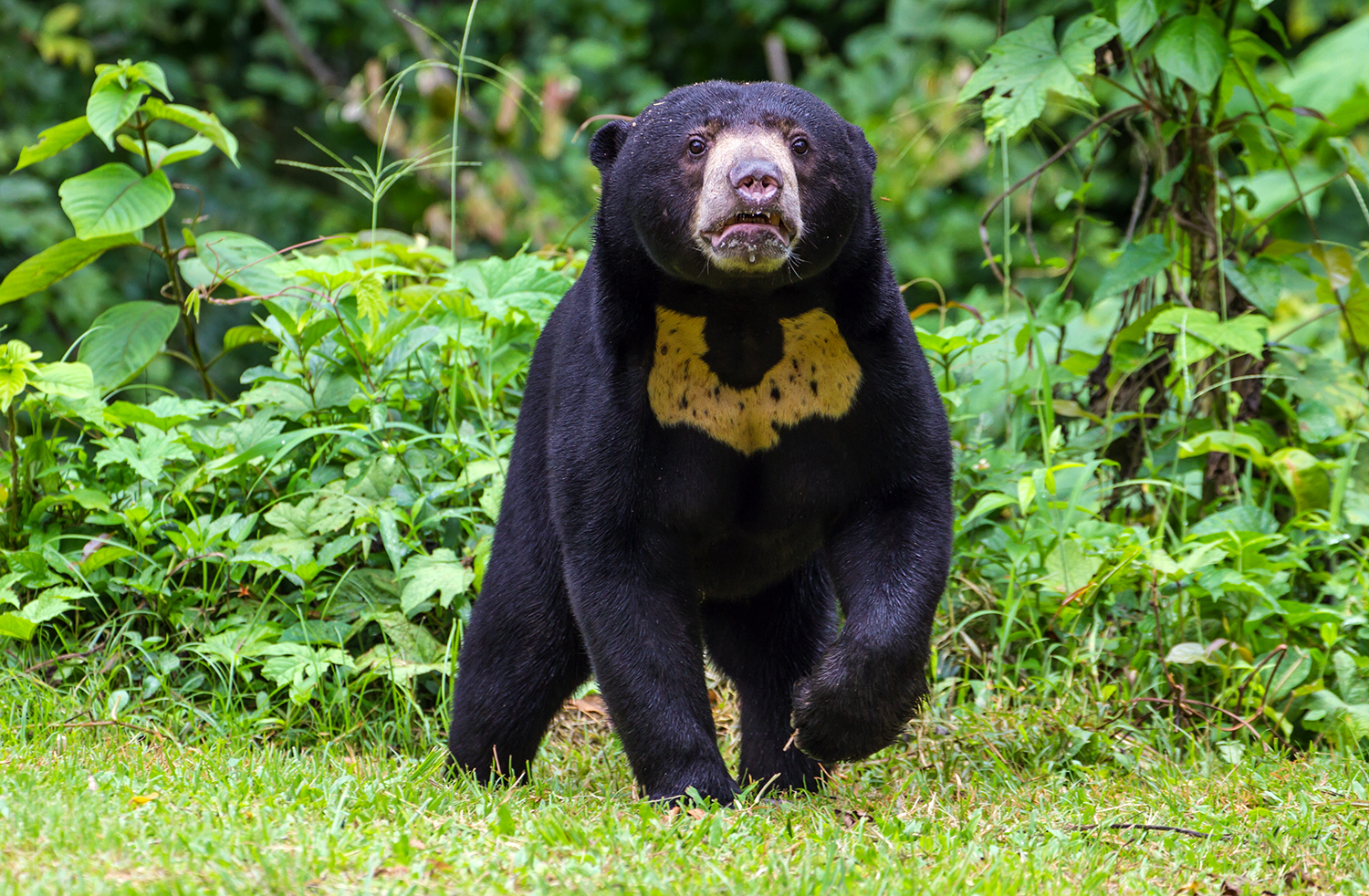 A sun bear stands on all fours in grass and looks at the camera.