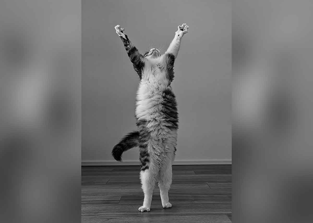 A cat stands on its hind legs with its front legs outstretched.