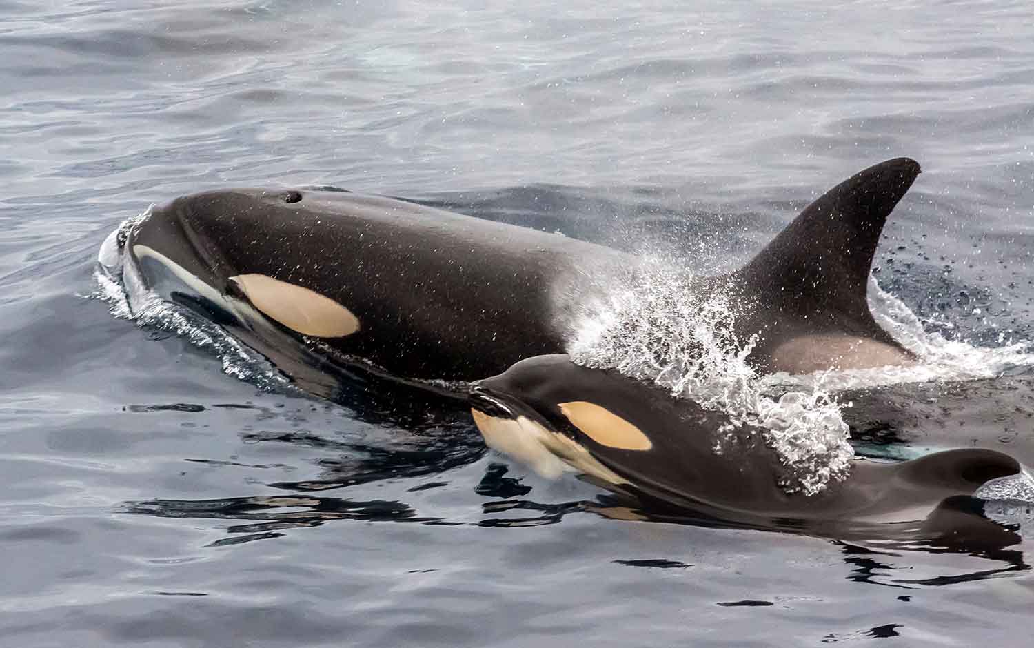 An adult orca and an orca calf swim side by side.