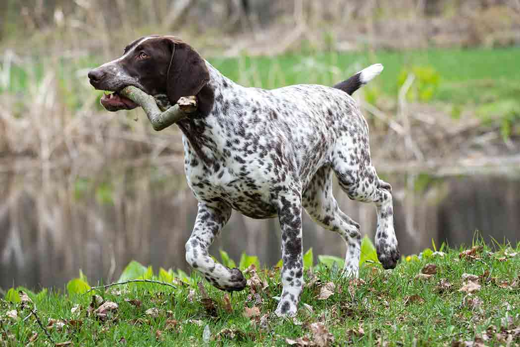 A German shorthaired pointer with a stick in its mouth runs on grass next to a body of water.