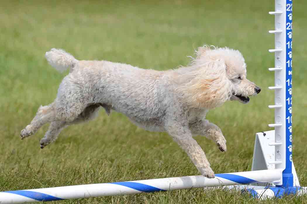 A white poodle jumps over a piece of equipment in an agility course.