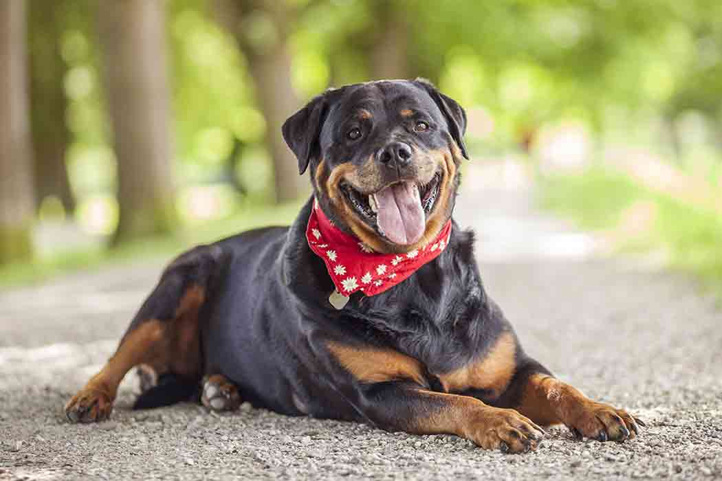 A rottweiler with a red scarf around its neck lies on gravel with its head up.