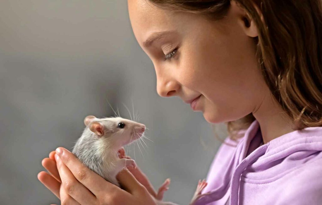 Do Rats Like to be Tickled? BSchool News