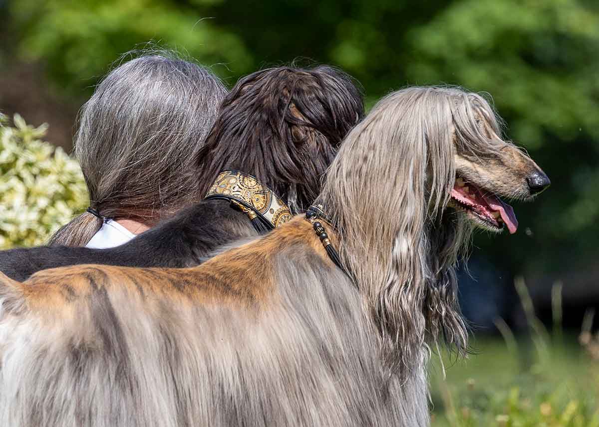Rear side view of a person with a gray ponytail next to two dogs with long black and gray fur.