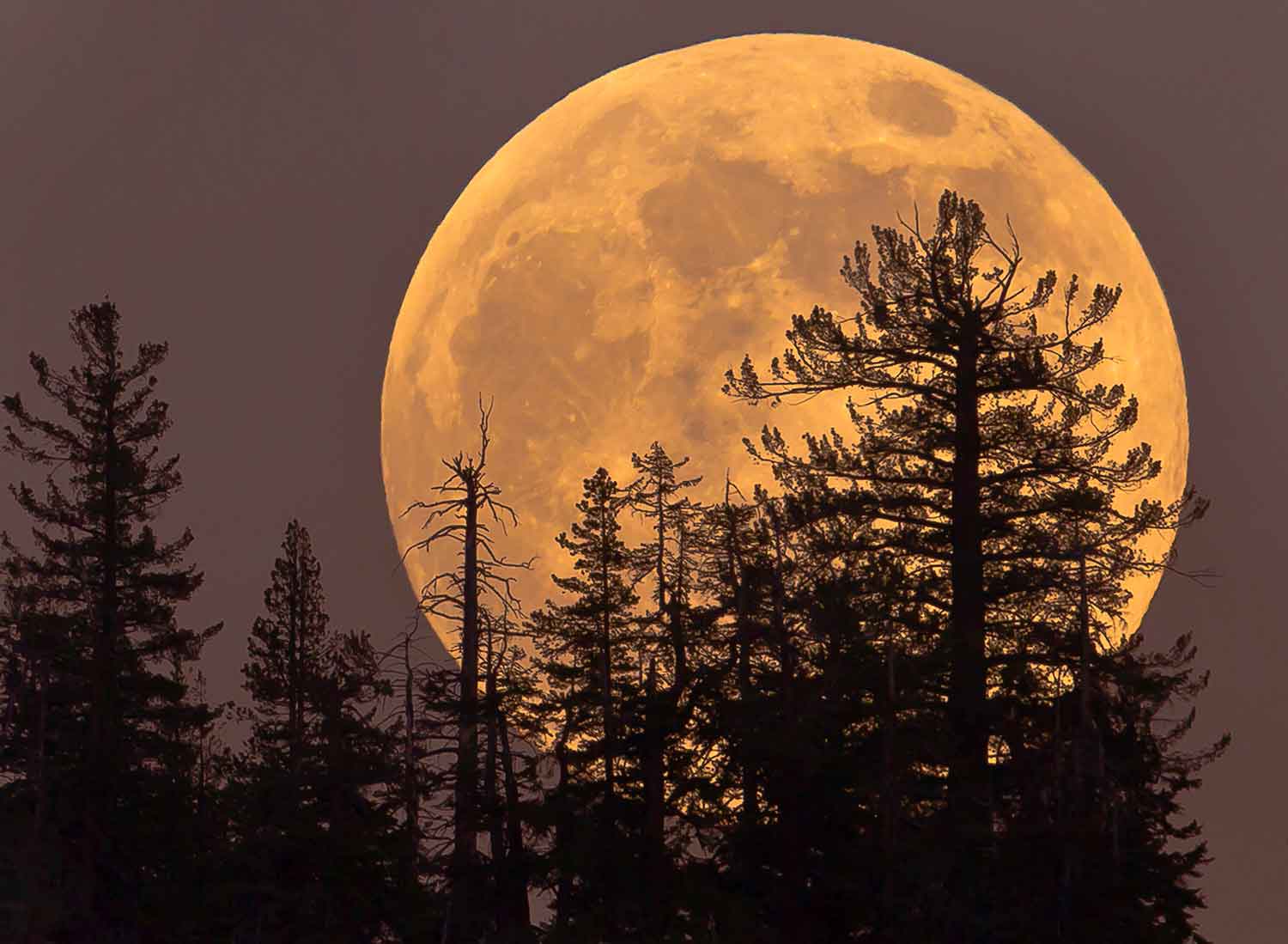 A huge full moon with an orange tint in the night sky behind pine trees.