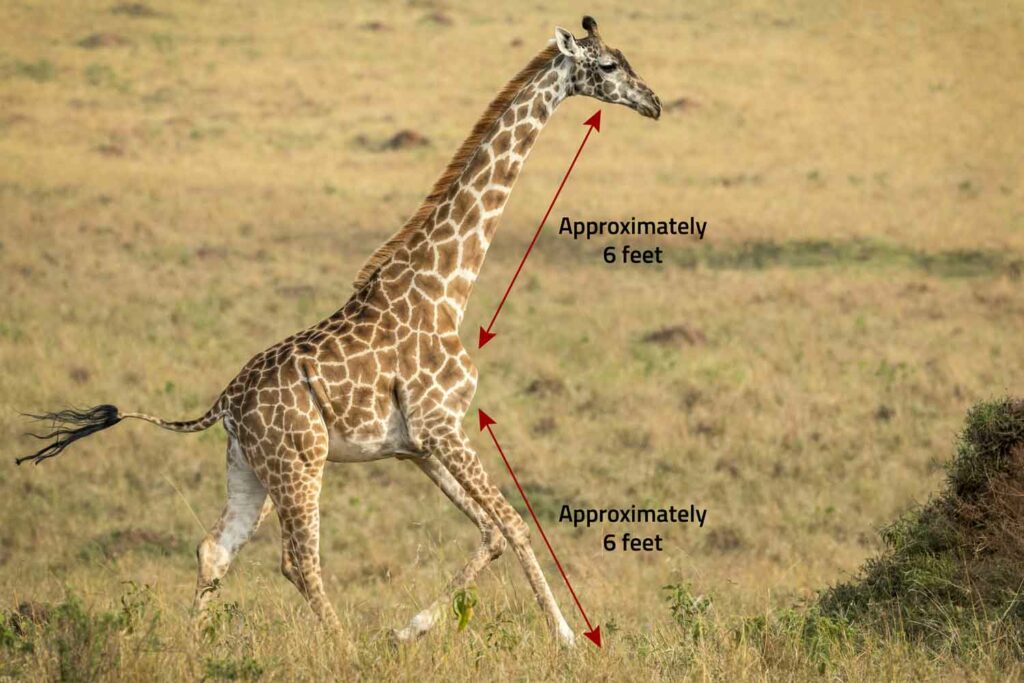 A Spotless Giraffe! – B-School News