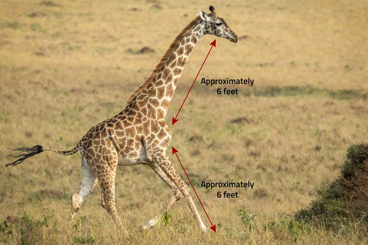 A giraffe walking in grass with labels showing its neck and legs are approximately six feet long.