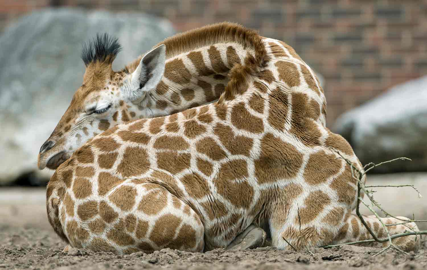 A sleeping giraffe lies on the ground with its neck stretched over its back.
