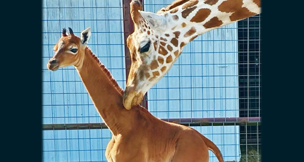 A spotted giraffe touches the neck of a sold brown giraffe calf with her nose.