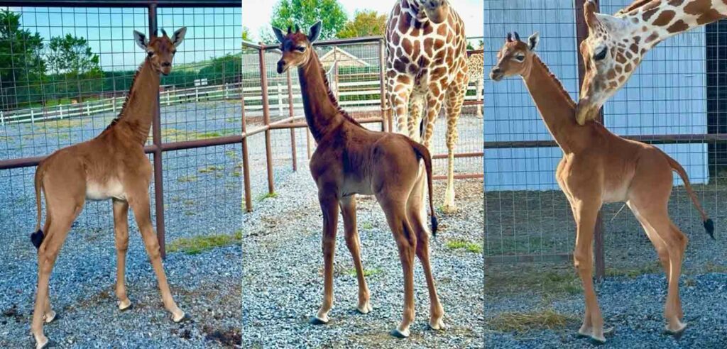 Three panels showing a solid brown giraffe calf, with two of the photos showing the spotted mother giraffe.