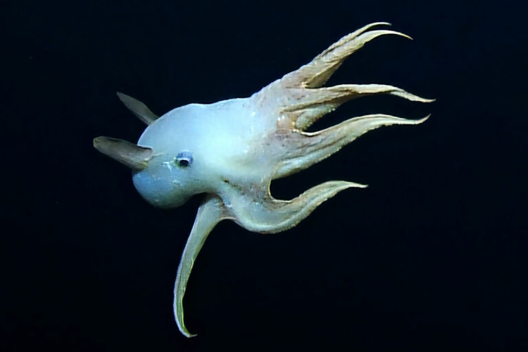 Dumbo Octopus Spotted! – B-School News