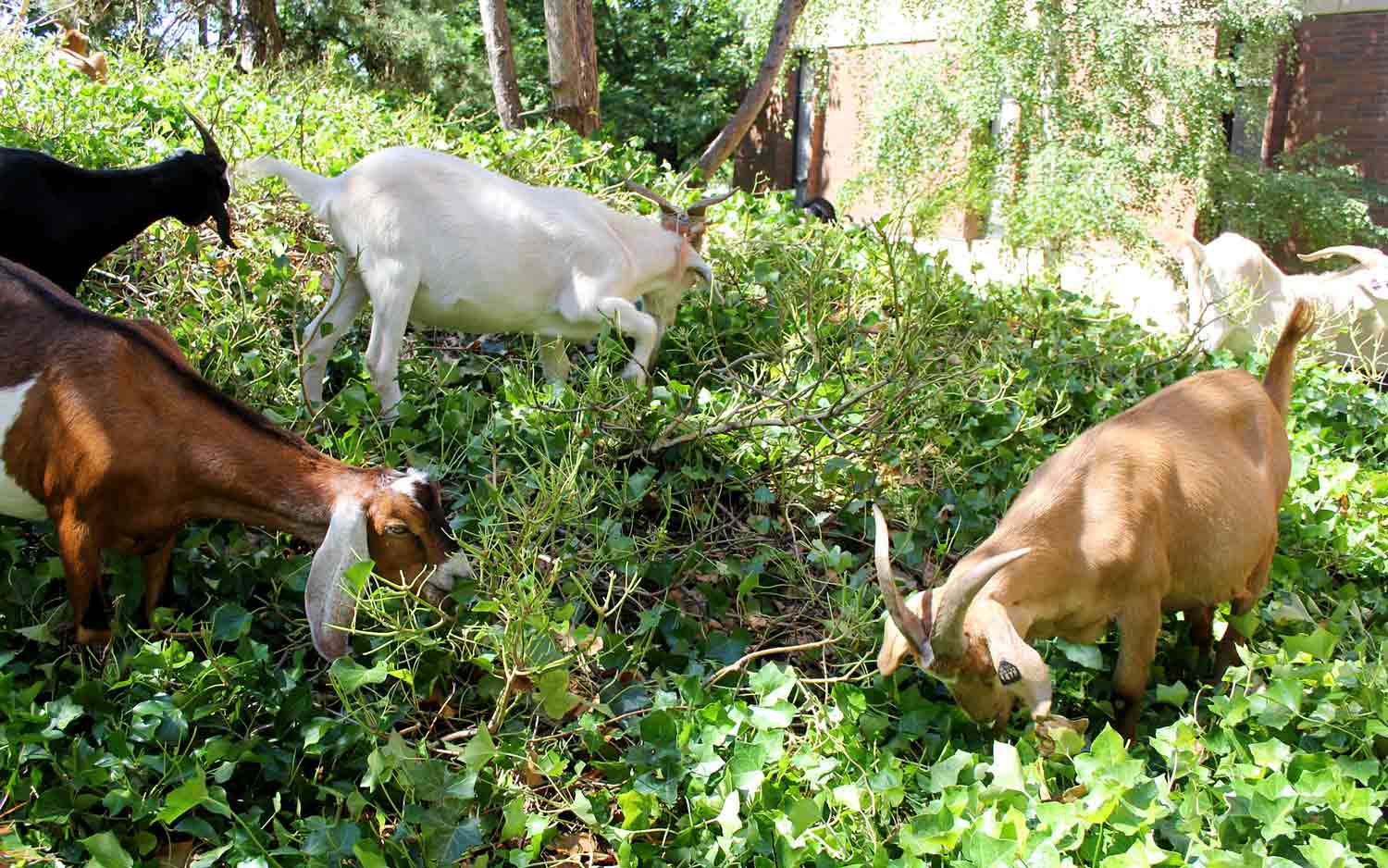 Four goats eat vegetation with other goats in the background.