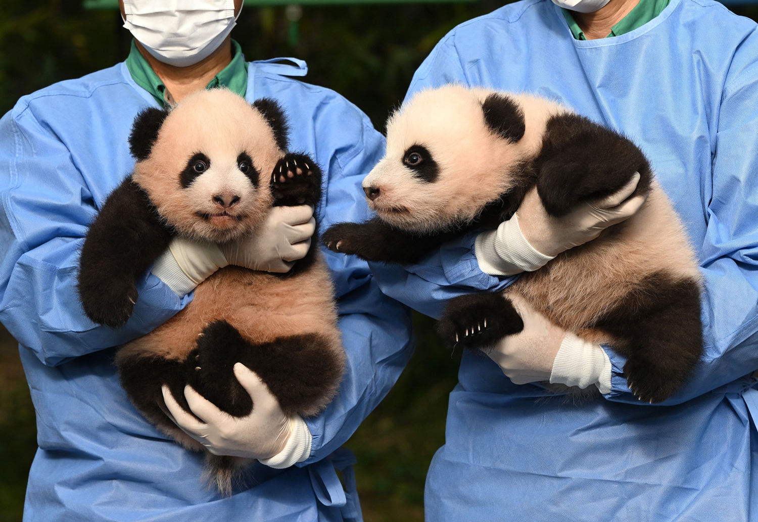 Two people in blue scrubs hold a pair of panda cubs.