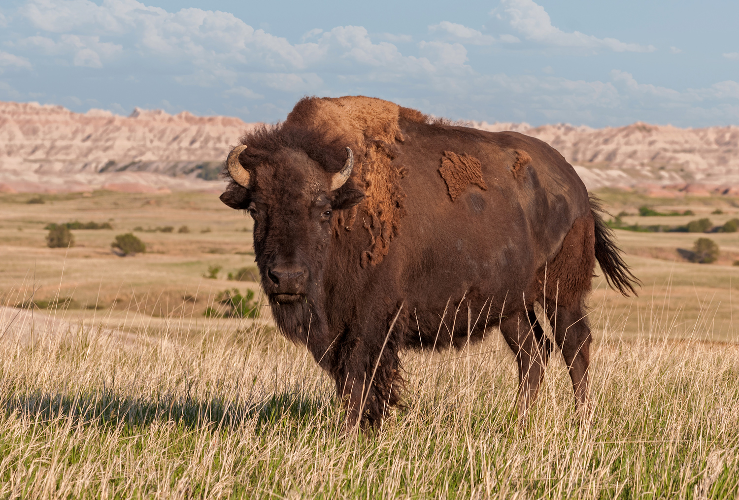 A bison stands alone on a plain with mountains in the background.