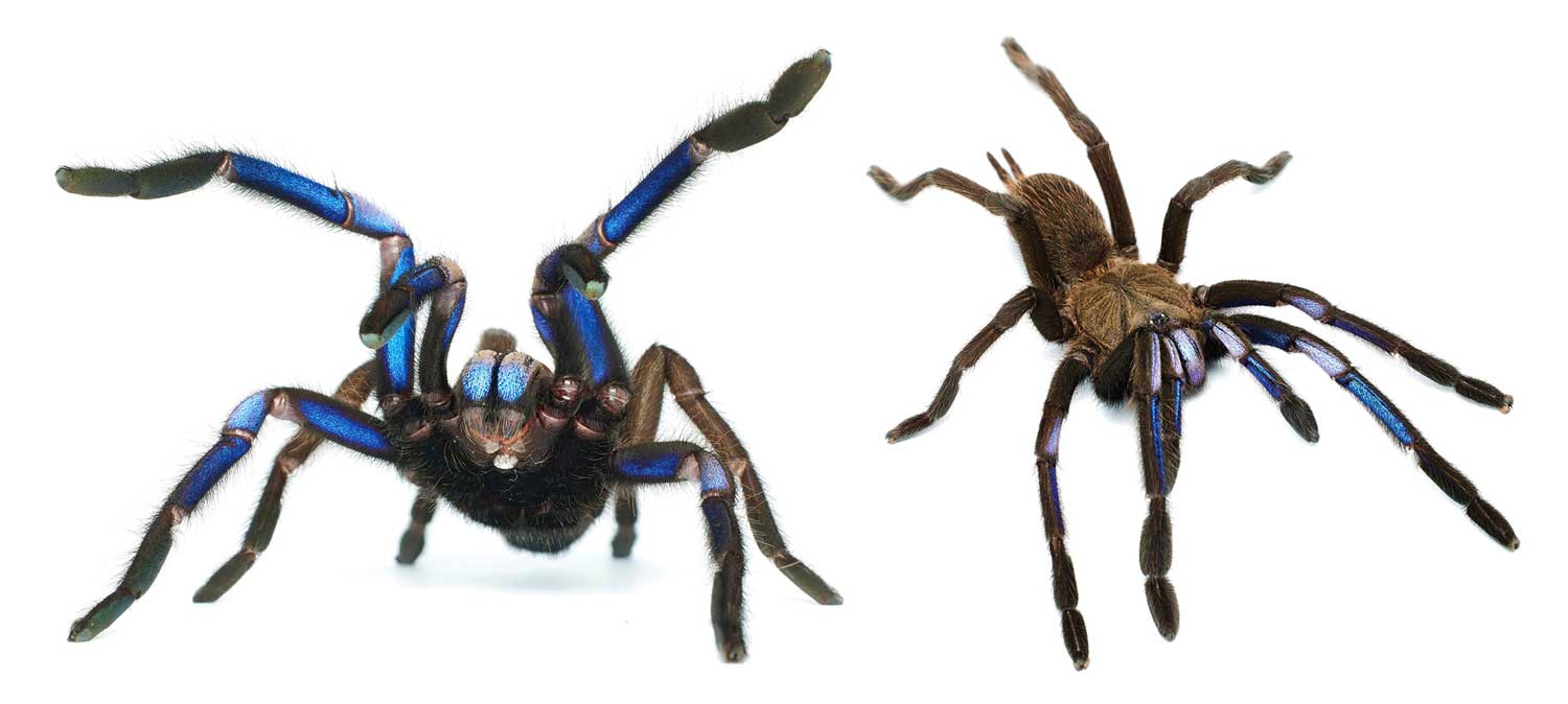 Side by side photos of a tarantula with bright blue markings in front of a white background.