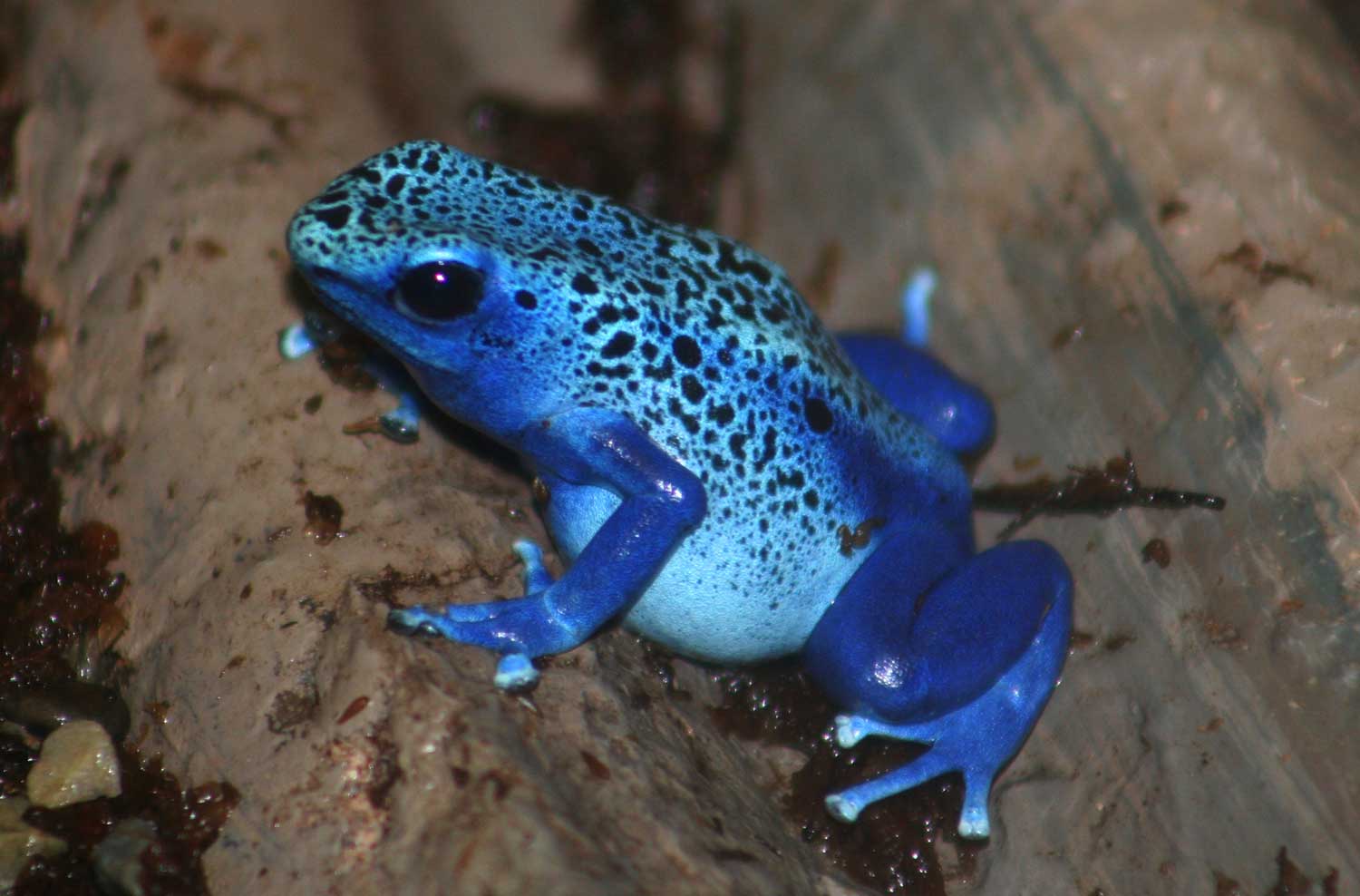 A bright blue speckled frog