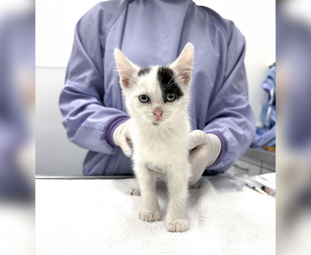 Closeup of a black and white kitten on an exam table with a person in scrubs standing behind.