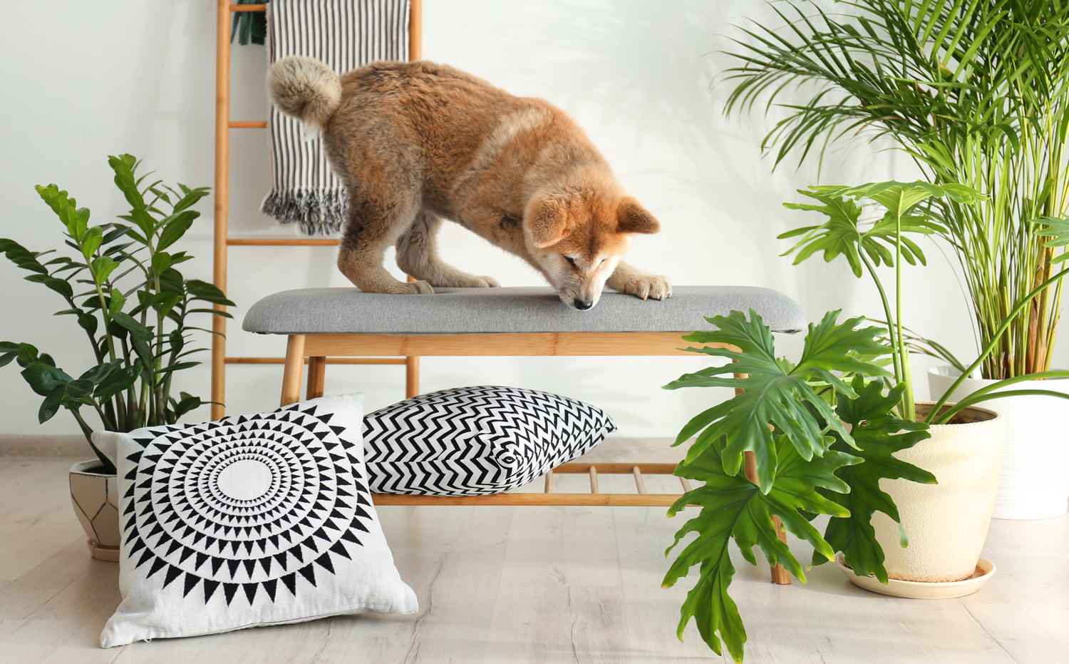 A small dog is surrounded by houseplants as he stands on a cushioned bench looking at the floor.