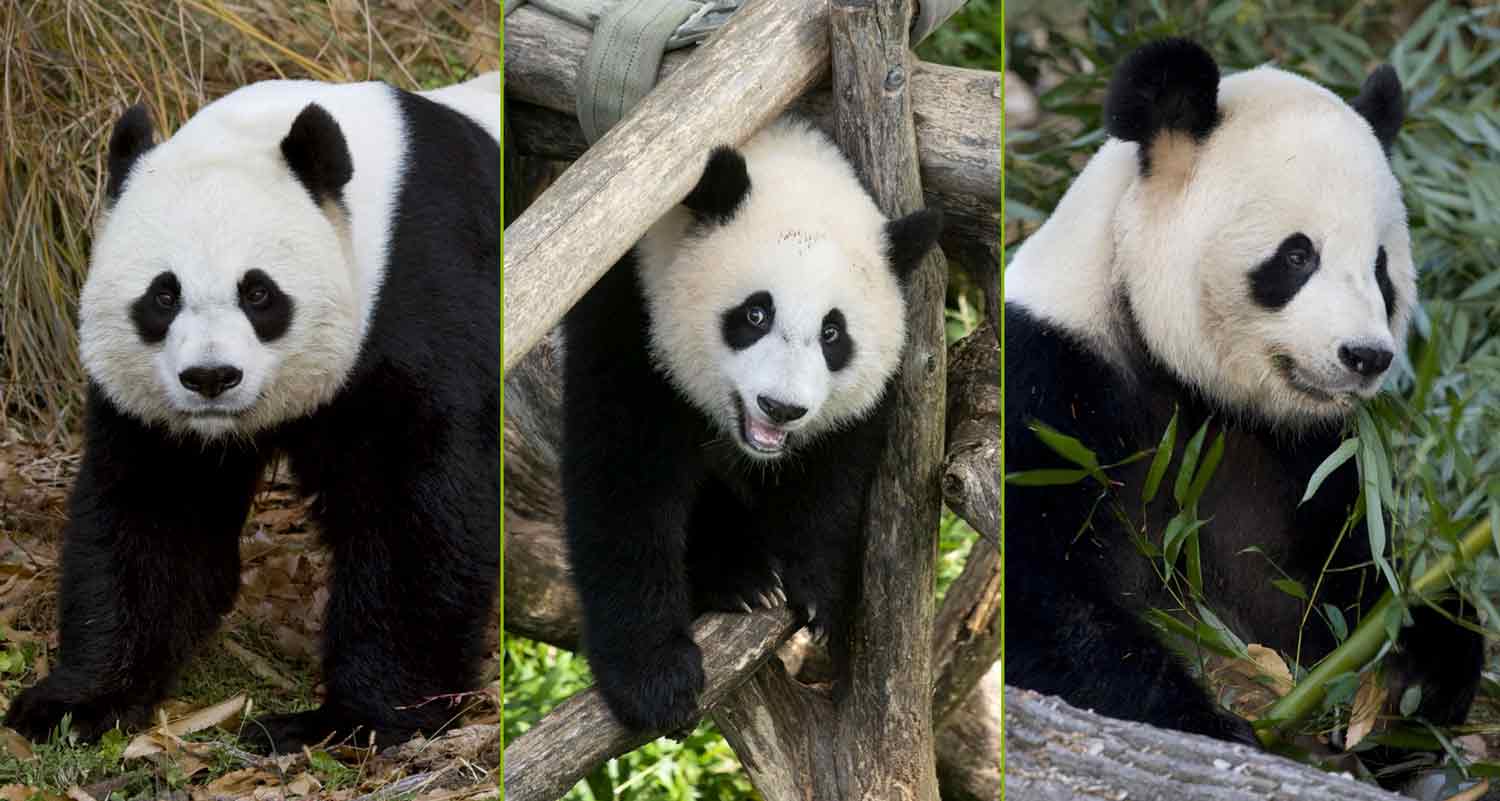 Three panels, each showing a different panda.