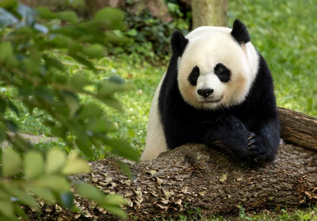 A giant panda leans over a fallen log and looks to her right.