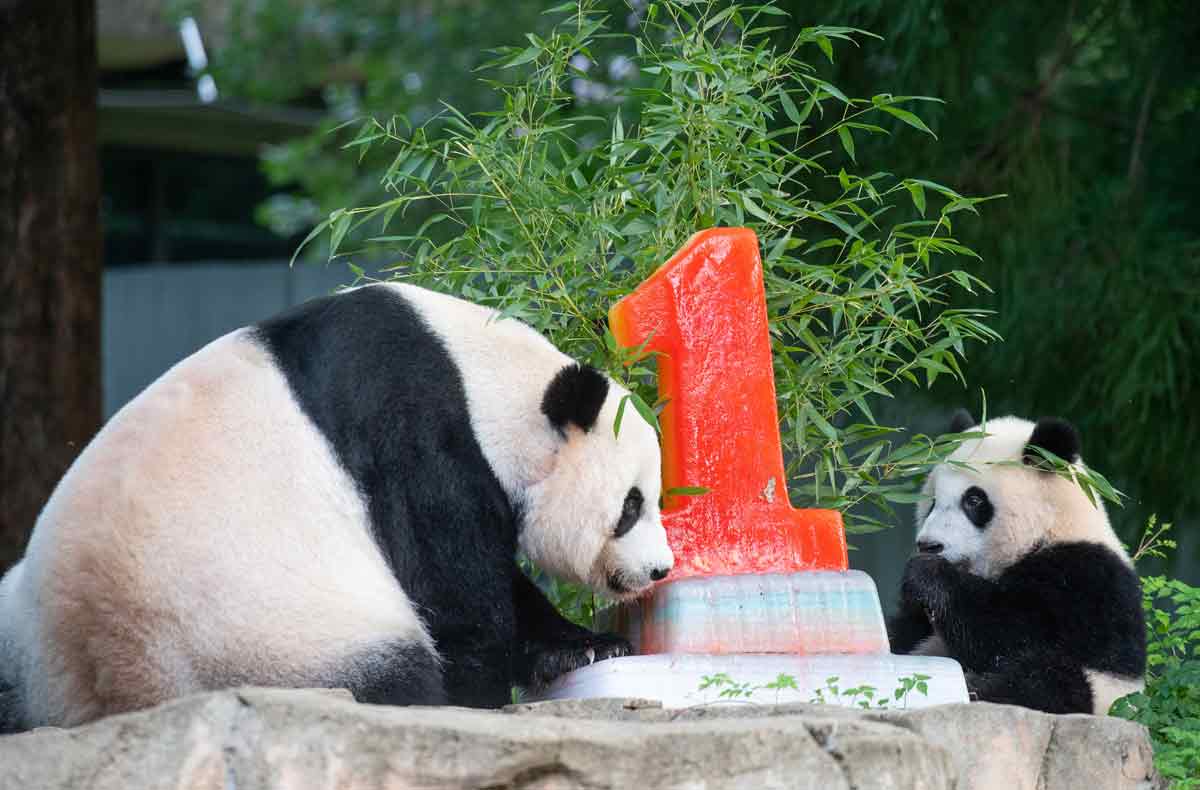 Two giant pandas on either side of a frozen cake in the shape of a red number one.