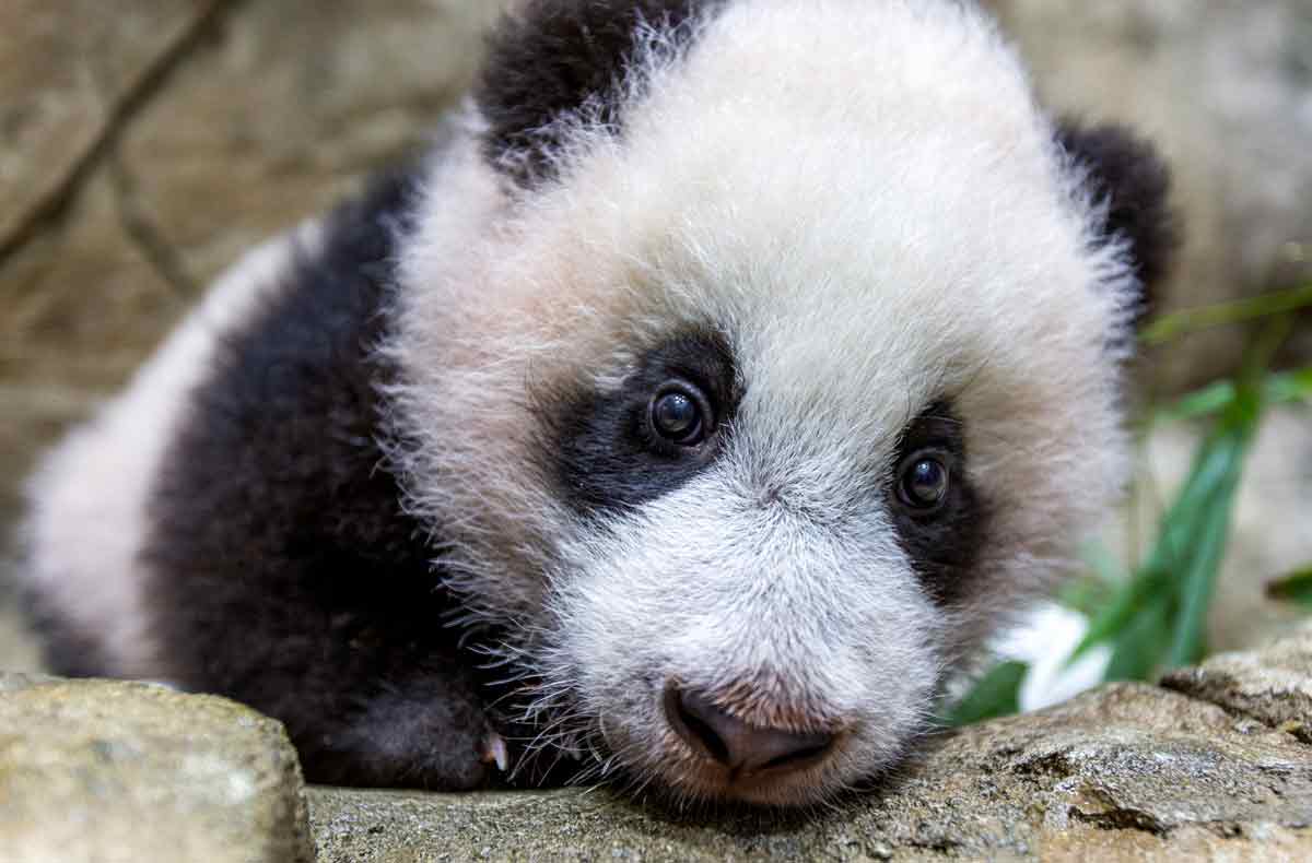 A closeup of a very young giant panda cub looking at the camera.