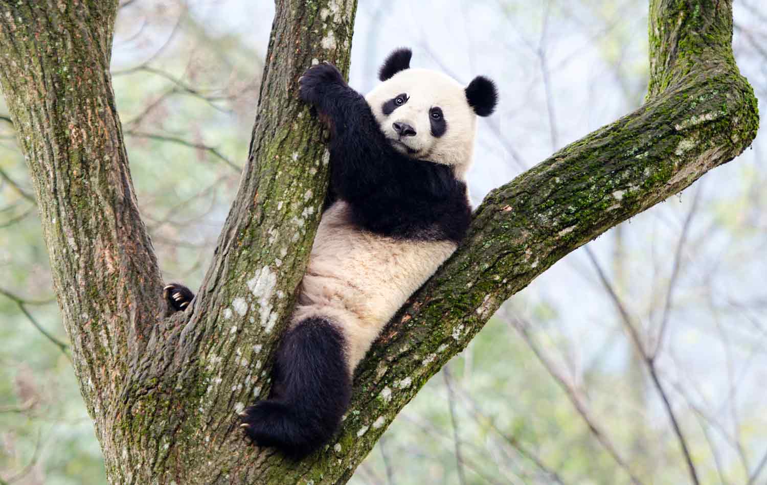 A giant panda sits between two branches high in a tree.