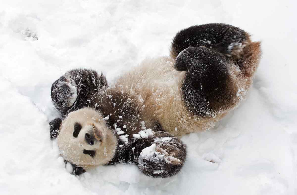 Giant panda Tian Tian enjoyed a snowy day at Washington’s National Zoo.