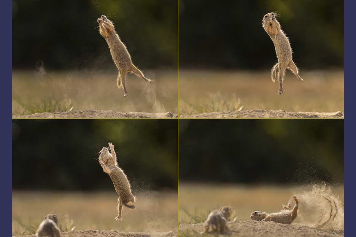 A series of four photos shows a squirrel jumping in the air and landing on its back.