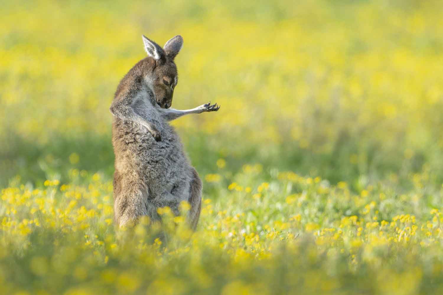A gray kangaroo stands in a meadow with one limb against its body and the other extended to its left.