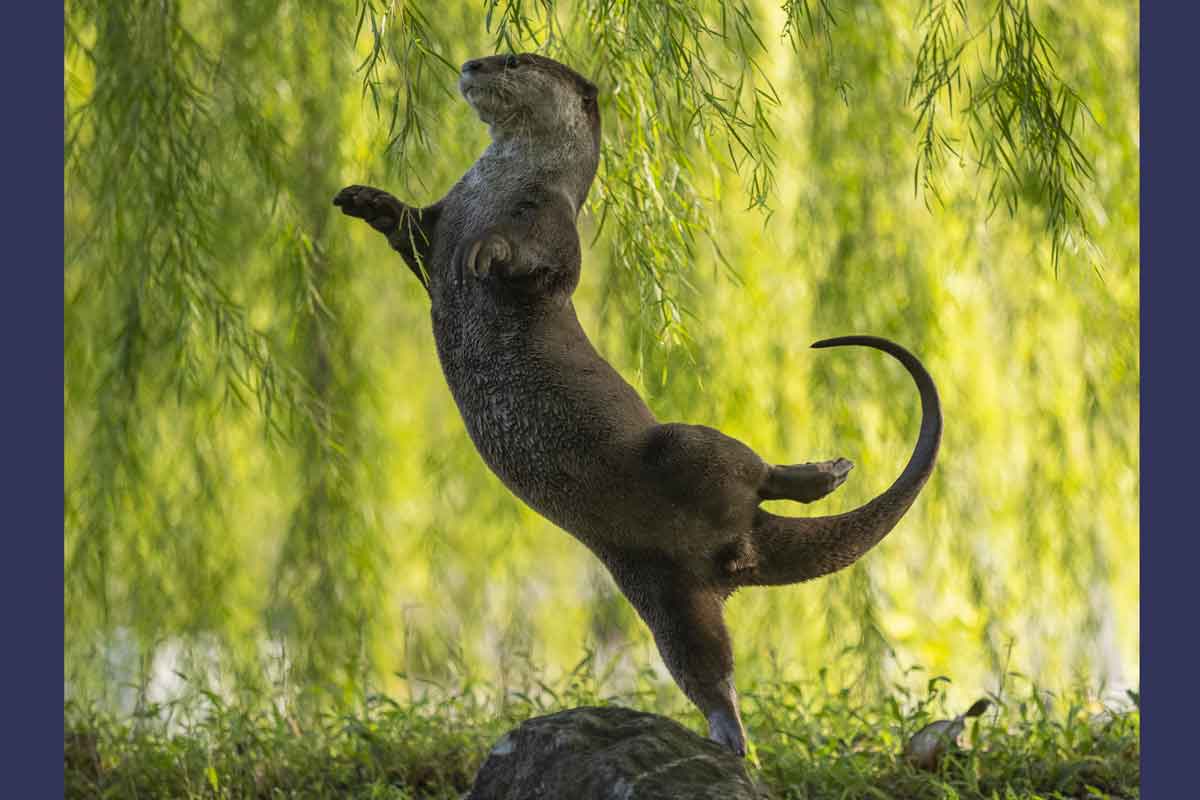 An otter stands on one hind leg with the other extended behind.
