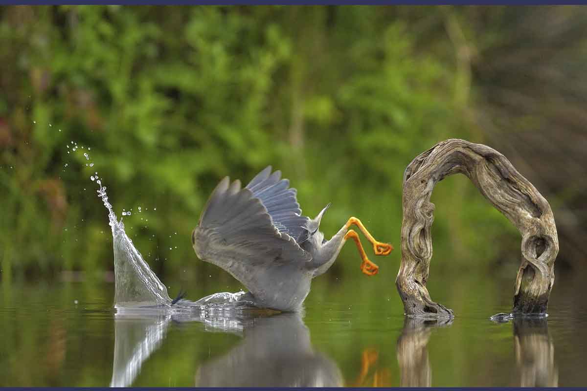 A heron has its head in the water as the rest of its body protrudes upside down.