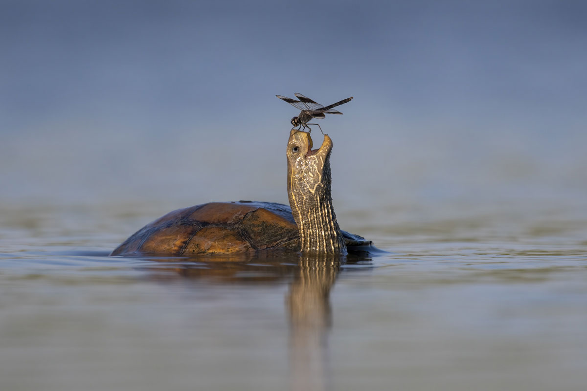 A large fly sits on the beak of a turtle that sits in shallow water.