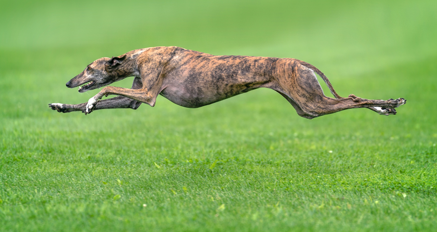 A red brindle greyhound runs at full speed on green grass.