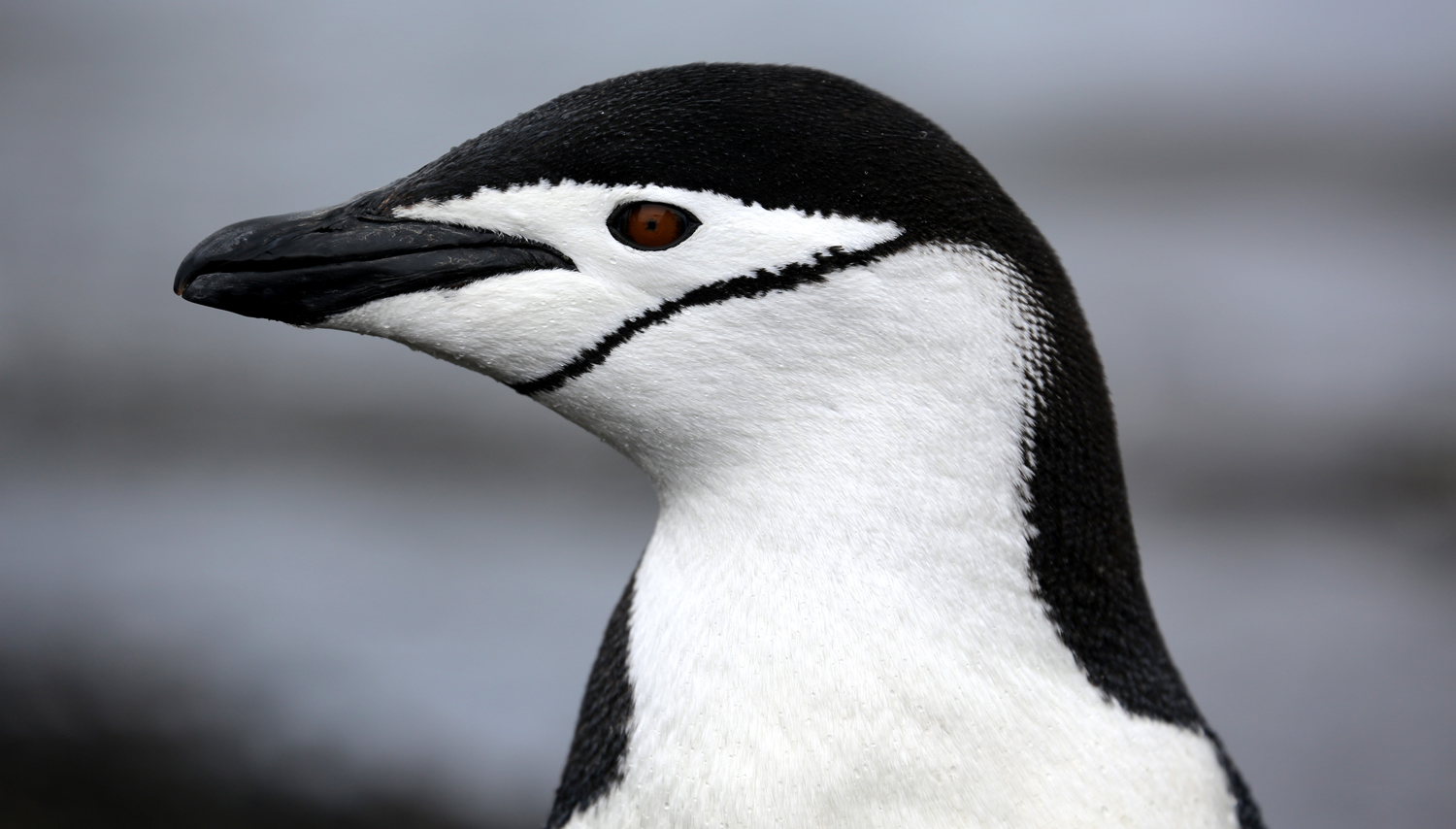 Closeup of a penguin with a black stripe running from under its chin to the back of its head.