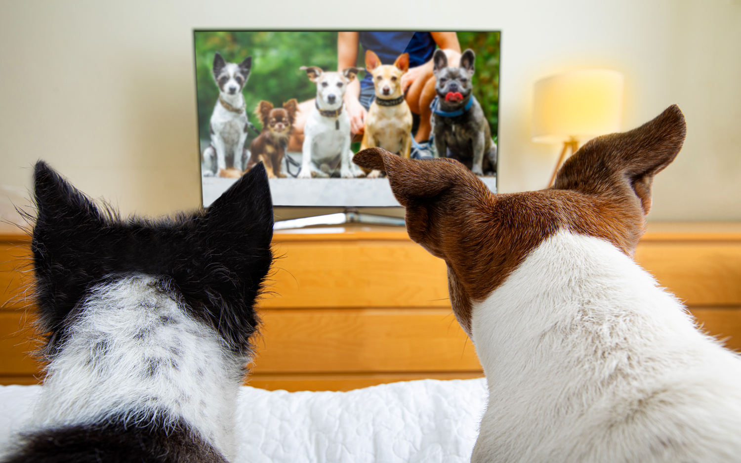 Two dogs in a living room look at a TV screen showing five seated dogs.