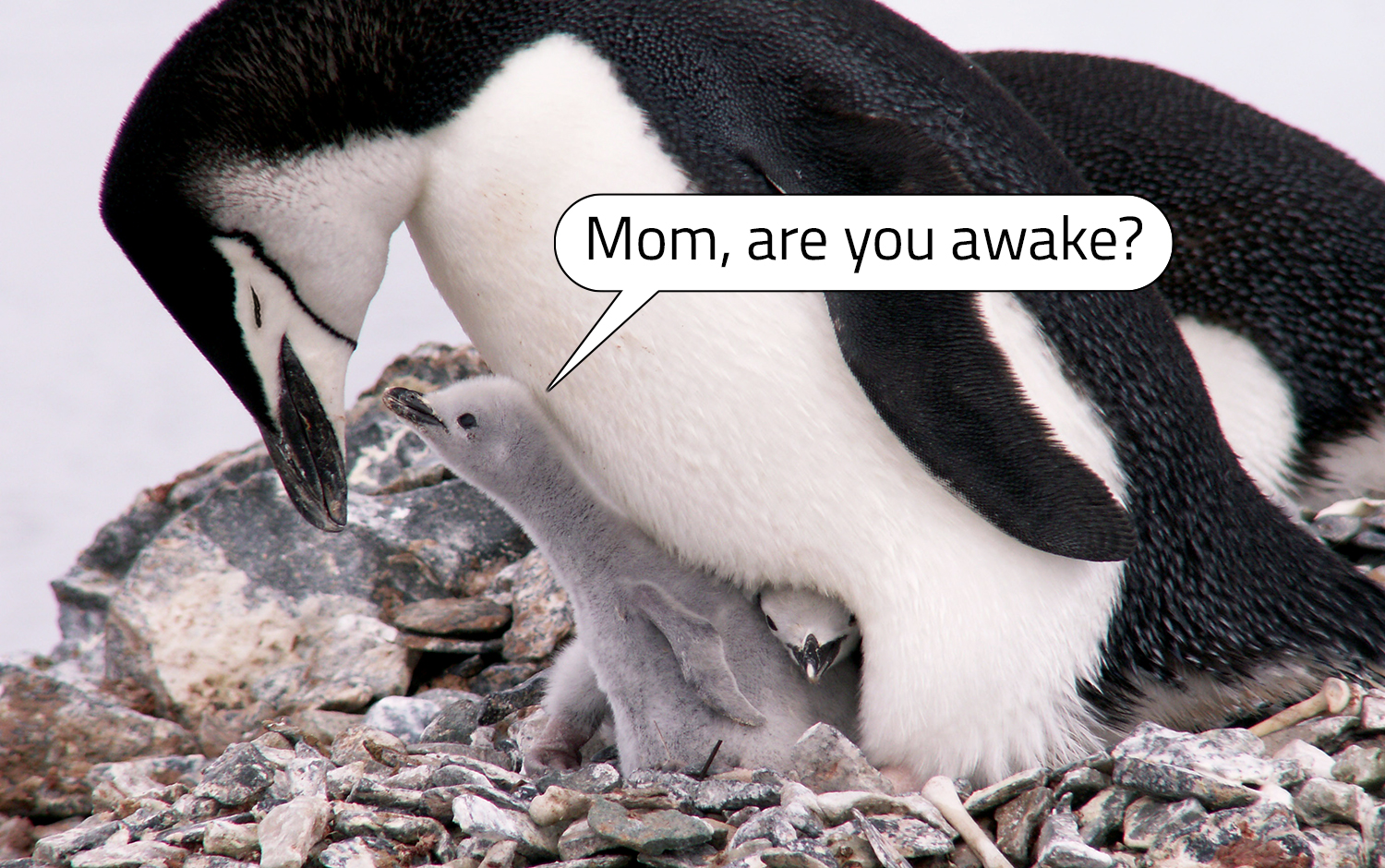 A penguin chick sits under an adult penguin with its eyes closed and a speech bubble says Mom, are you awake.